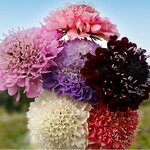 สกาบิโอซาคละสี - Mixed Scabiosa
