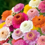 บานชื่นเฟเบิร์กคละสี - Mixed Faberge Zinnia
