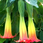 แตรนางฟ้าสีแดง - Brugmansia sanguinea (หายาก)
