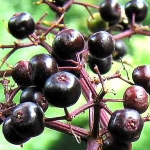 เอลเดอร์เบอรี่ยุโรป - European Elderberry