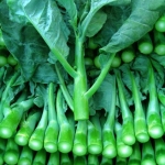 คะน้า - Chinese Kale