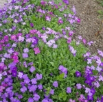 ออเบรต้าคละสี - Mixed Aubreta