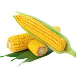 ข้าวโพดหวานทานดิบออลไมทีซุปเปอร์สวีท 99 F1 - Almighty Super Sweet 99 Corn F1