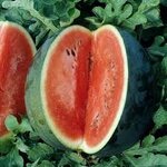 แตงโมฟลอริด้าไจแอ้นท์ - Florida Giant Watermelon