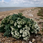 เคลทะเล - Sea Kale