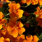 ดาวเรืองแทงเกอรีนเจ็ม - Tangerine Gem Tagetes