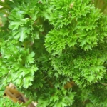 พาร์สเลย์มอสเคิร์ล - Moss Curled Parsley