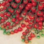 มะเขือเทศสวีทซัคเซส F1 - Sweet Success Tomato F1 (หวาน 7-10 Brix)