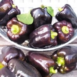 พริกหวานสีม่วง - Purple Beauty Pepper