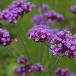 เวอร์บิน่าคละสี - Mixed Verbena (Verbena Tenuisecta)