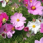 ดาวกระจายคละสี - Mixed Cosmos