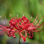 หัวลิลลี่แมงมุมคละสี (ฮิกังบานะ) - Spider Lily (Lycoris Radiata) 4 หัว