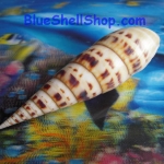 หอยกานพลู