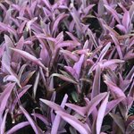 กิ่งสดต้นหัวใจสีม่วง - Purple Heart (Setcreasea purpurea) 6 กิ่ง