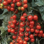 มะเขือเทศซันเชอรี่พรีเมี่ยม F1 - Sun Cherry Premium Tomato F1 (หวาน 12 Brix+)