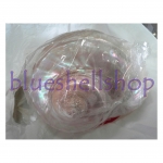 หอยมุกตาไฟขัดขาว