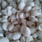 เปลือกหอยชั่งกิโลหอยนางชีเจาะรู