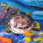 หอยเบี้ยลายเล็กลายโลมาคู่