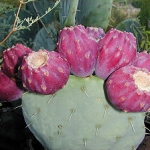 พริคลี่แพร์โรบัสต้า - Opuntia Robusta