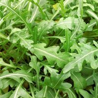 ไวล์ดร็อกเก็ตซิลเวทต้า - Diplotaxis Tenuifolia (Sylvetta Wild Rocket) 200 เมล็ด