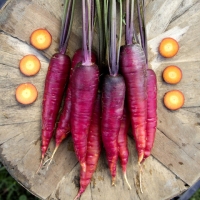แครอทสีม่วง - Cosmic Purple Carrot 200 เมล็ด