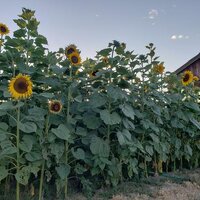 ทานตะวันรัสเซียดำ - Black Russian Sunflower 20 เมล็ด