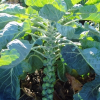 กะหล่ำดาวสีเขียว - Long Island Improved Brussels Sprout 100 เมล็ด