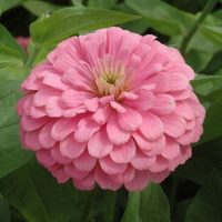 บานชื่นสีชมพูคละชนิด - Luminous Pink Zinnia 100 เมล็ด