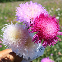 สวีทสุลต่านคละสี, ประไหมสุหรีคละสี - Mixed Sweet Sultan 200 เมล็ด