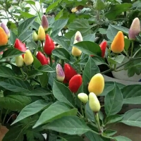 พริกประดับจีน 5 สี - Chinese Oranamental 5 colors Pepper 50 เมล็ด