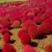 พุ่มไม้เพลิง - Kochia Trichophylla 300 เมล็ด