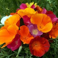 ป๊อปปี้แคลิฟอร์เนียคละสี - Mixed California Poppy 1,000 เมล็ด