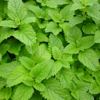 เลม่อนบาล์ม - Lemon Balm 200 เมล็ด