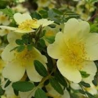 กุหลาบเลื้อยสีเหลือง - Yellow Climbing rose 30 เมล็ด