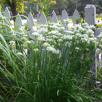 ต้นกุยช่ายฝรั่ง - Garlic Chives 300 เมล็ด