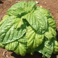 โหระพาใบผักกาด - Lettuce Leaf Basil 100 เมล็ด