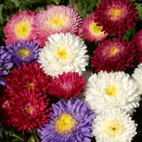 แอสเตอร์คละสี - Mixed Powder Puff Aster 300 เมล็ด