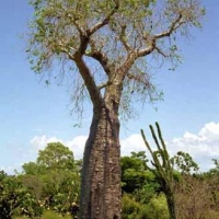 เบาบับเพอเรียริ - Adansonia Perrieri (หายาก)