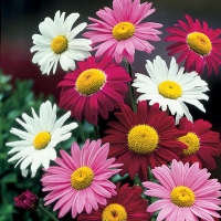 ไพรีทรัมคละสี - Mixed Pyrethrum 50 เมล็ด