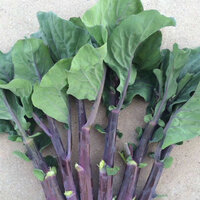 คะน้าก้านแดง F1 - Chinese Kale F1 100 เมล็ด