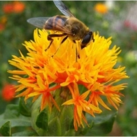 ดอกคำฝอย - Safflower (พันธุ์มีหนาม) 50 เมล็ด