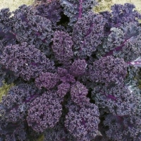 เคลใบหยิกสีแดง - Scarlet Curly Kale 25 เมล็ด