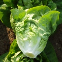 ผักสลัดลิตเติ้ลเจ็ม - Little Gem Lettuce 1,000 เมล็ด