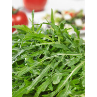 ร็อกเก็ตอิตาลี - Italian Rocket (Eruca sativa) 500 เมล็ด