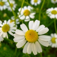 คาโมมายล์เยอรมัน - German Chamomile 500 เมล็ด