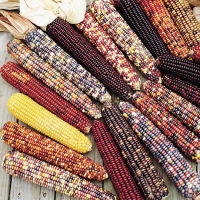 ข้าวโพดสีรุ้ง - Ornamental Indian Corn 20 เมล็ด