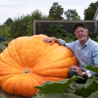 ฟักทองยักษ์ดิลแอทแลนติก - Dill Atlantic Giant Pumpkin 3 เมล็ด