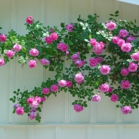 กุหลาบเลื้อยสีชมพู - Pink Climbing rose 30 เมล็ด