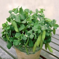 ถั่วลันเตาแคระ - Tom Thumb Dwarf Pea 10 เมล็ด