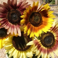 ทานตะวันออทั่มบิวตี้ - Autumn Beauty Sunflower 25 เมล็ด